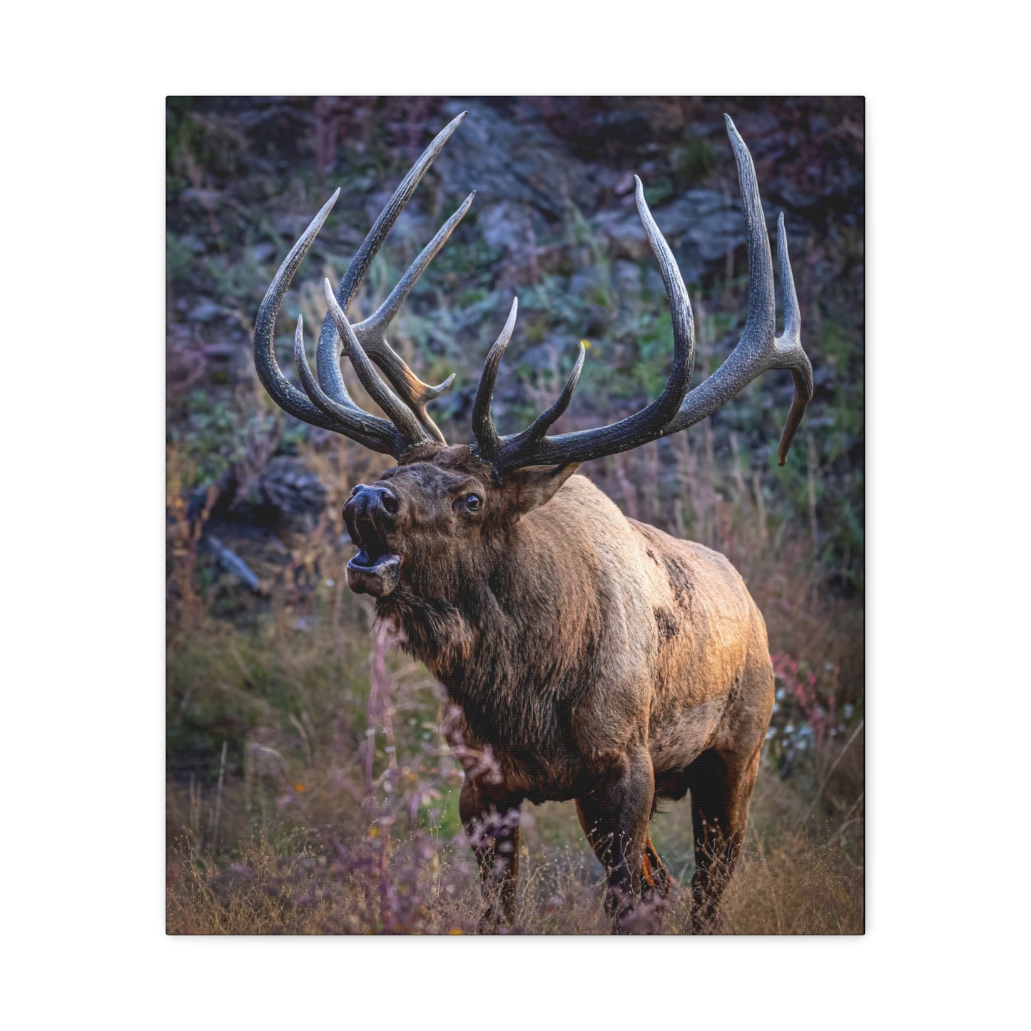 FALL INTENSITY BULL ELK STRETCHED CANVAS PRINT
