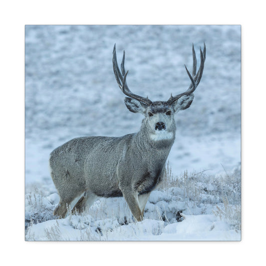 RUT BUCK MULE DEER BUCK STRETCHED CANVAS PRINT