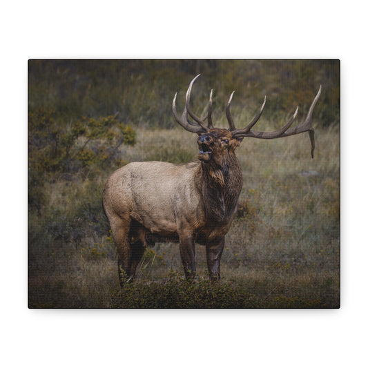 BEAMER BULL ELK STRETCHED CANVAS PRINT