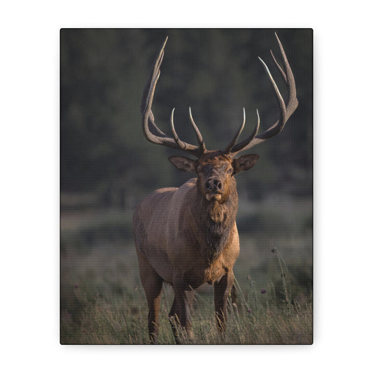 ATTENTION GETTER BULL ELK STRETCHED CANVAS PRINT