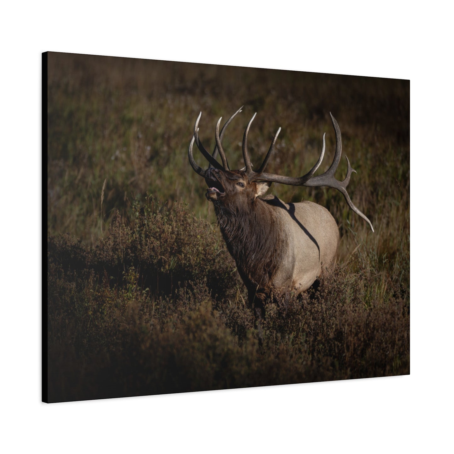 SPLIT DECISION BULL ELK STRETCHED CANVAS PRINT